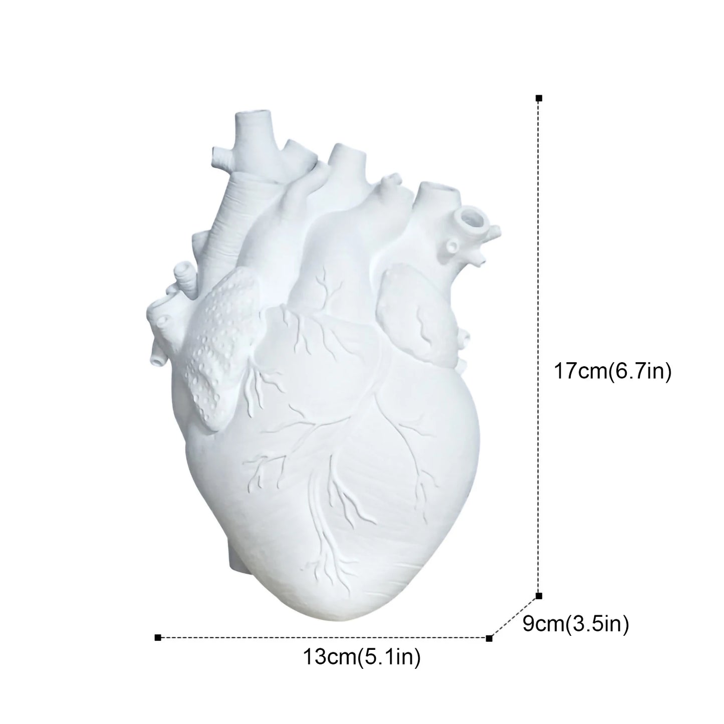 Heart Vase - Anatomy Art Vase - Red, White or Gold
