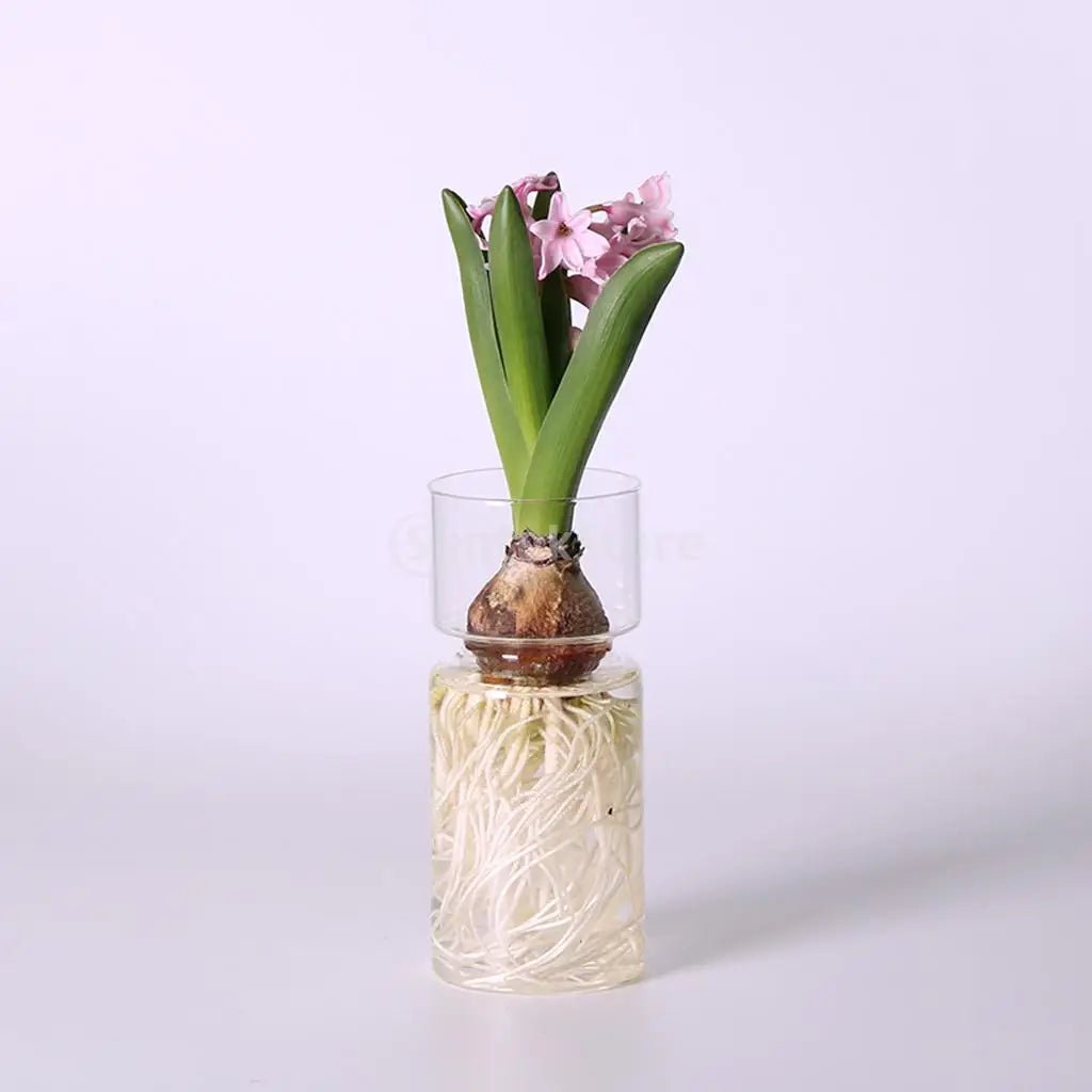 Avocado Seed Starter/ Hyacinth, Glass Hydroponic Vase - Suitable for Flowers, Seeds & Plants - Little Leaf Company