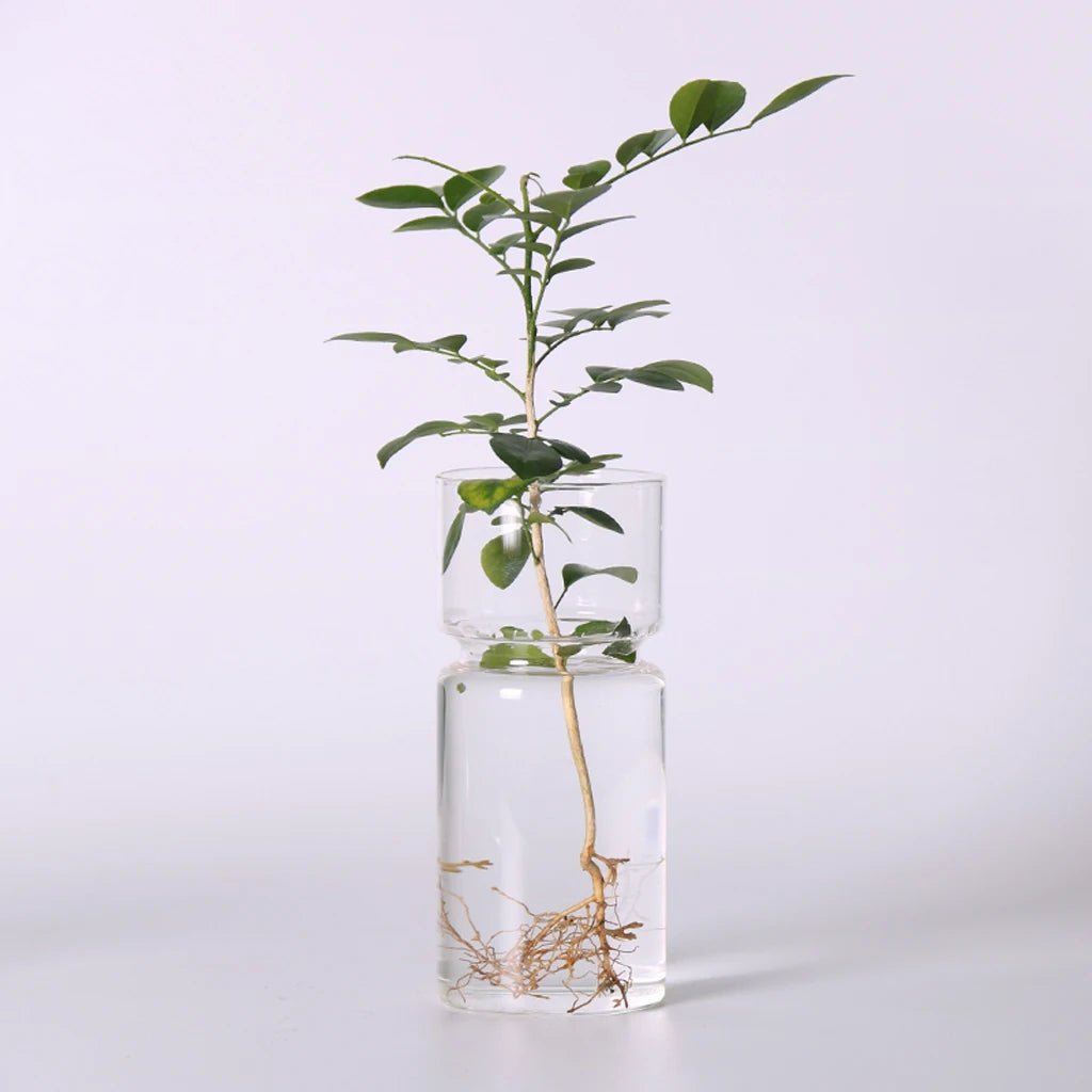 Avocado Seed Starter/ Hyacinth, Glass Hydroponic Vase - Suitable for Flowers, Seeds & Plants - Little Leaf Company