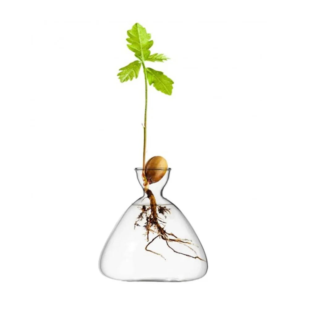 Avocado Tree Growing Kit Glass Vase with Stickers - Little Leaf Company