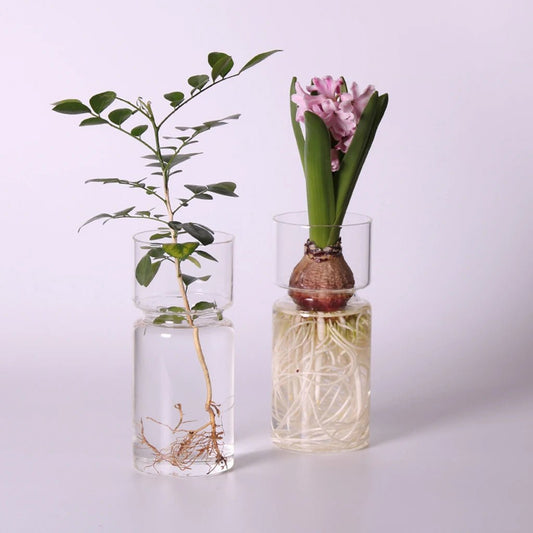 Avocado Seed Starter/ Hyacinth, Glass Hydroponic Vase - Suitable for Flowers, Seeds & Plants - Little Leaf Company