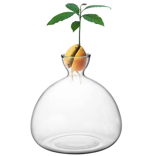 Avocado Tree Growing Kit Glass Vase with Stickers - Little Leaf Company