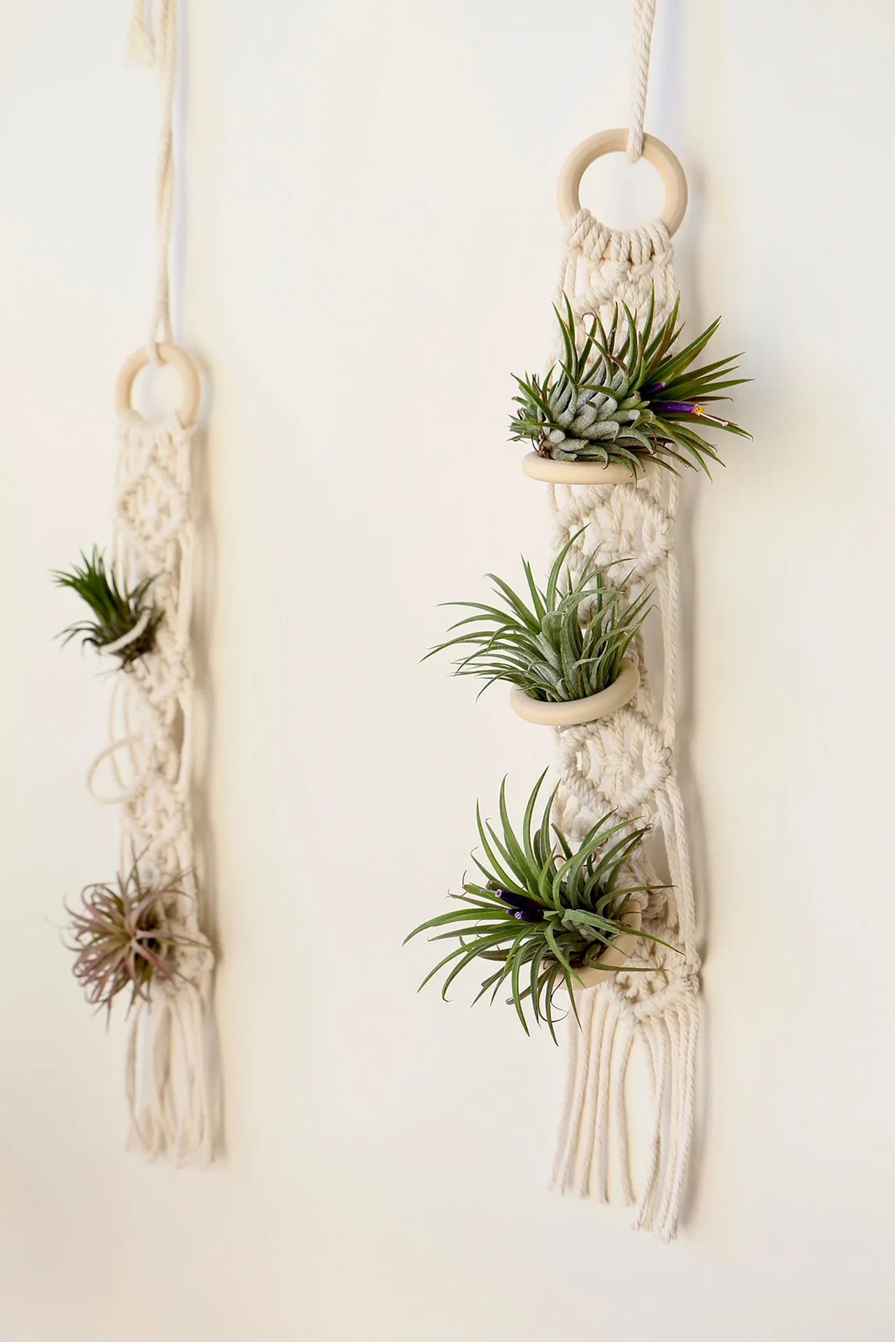 Boho Macrame Air Plant Hanger - Holds 3 Plants - Little Leaf Company