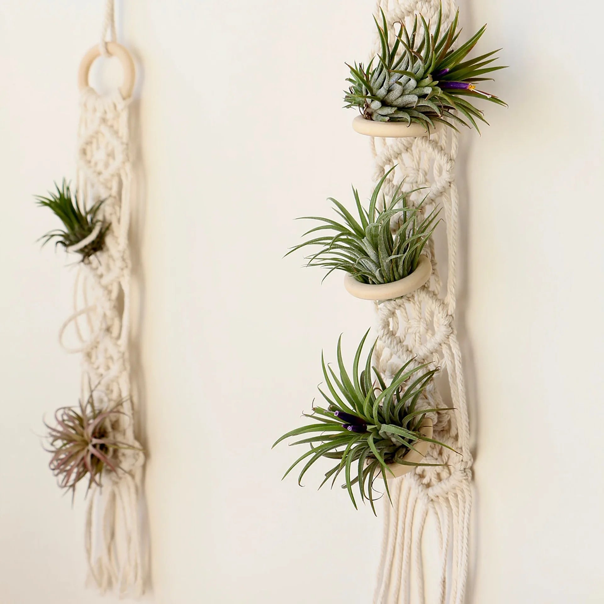 Boho Macrame Air Plant Hanger - Holds 3 Plants - Little Leaf Company