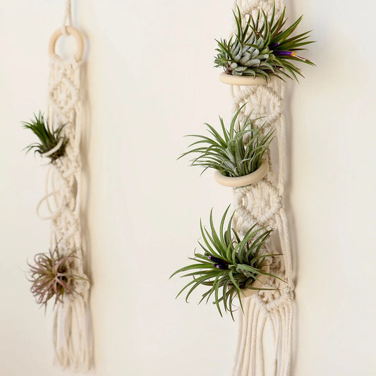 Boho Macrame Air Plant Hanger - Holds 3 Plants - Little Leaf Company