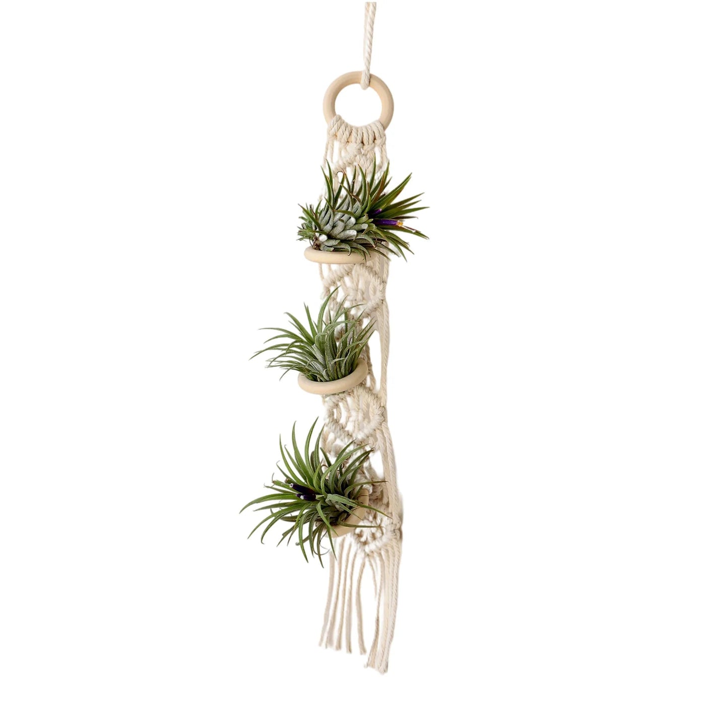 Boho Macrame Air Plant Hanger - Holds 3 Plants - Little Leaf Company