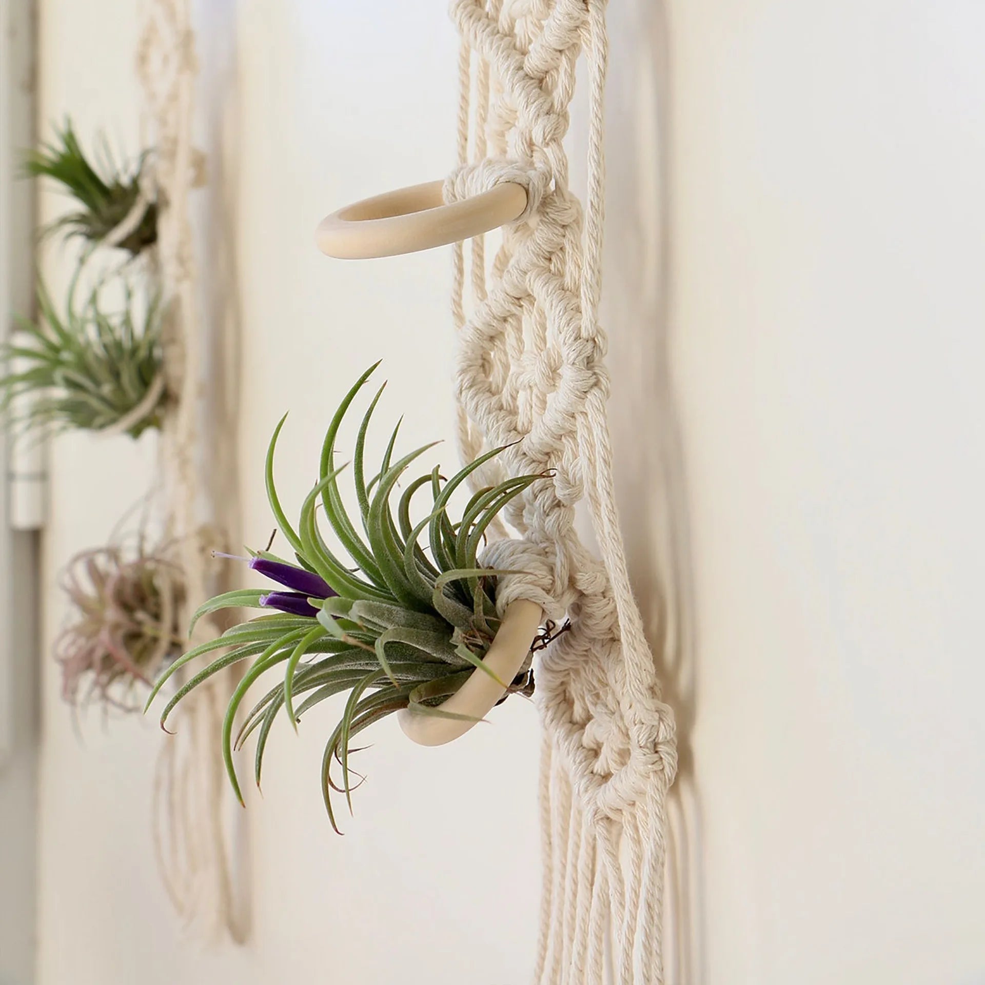 Boho Macrame Air Plant Hanger - Holds 3 Plants - Little Leaf Company